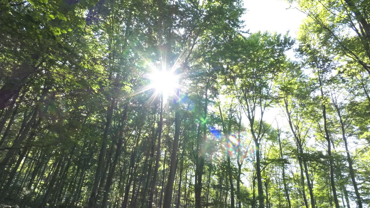 Sunlight filtering through a dense forest canopy