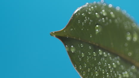 vertical of drops of water drip from the green leaves down on the blue background