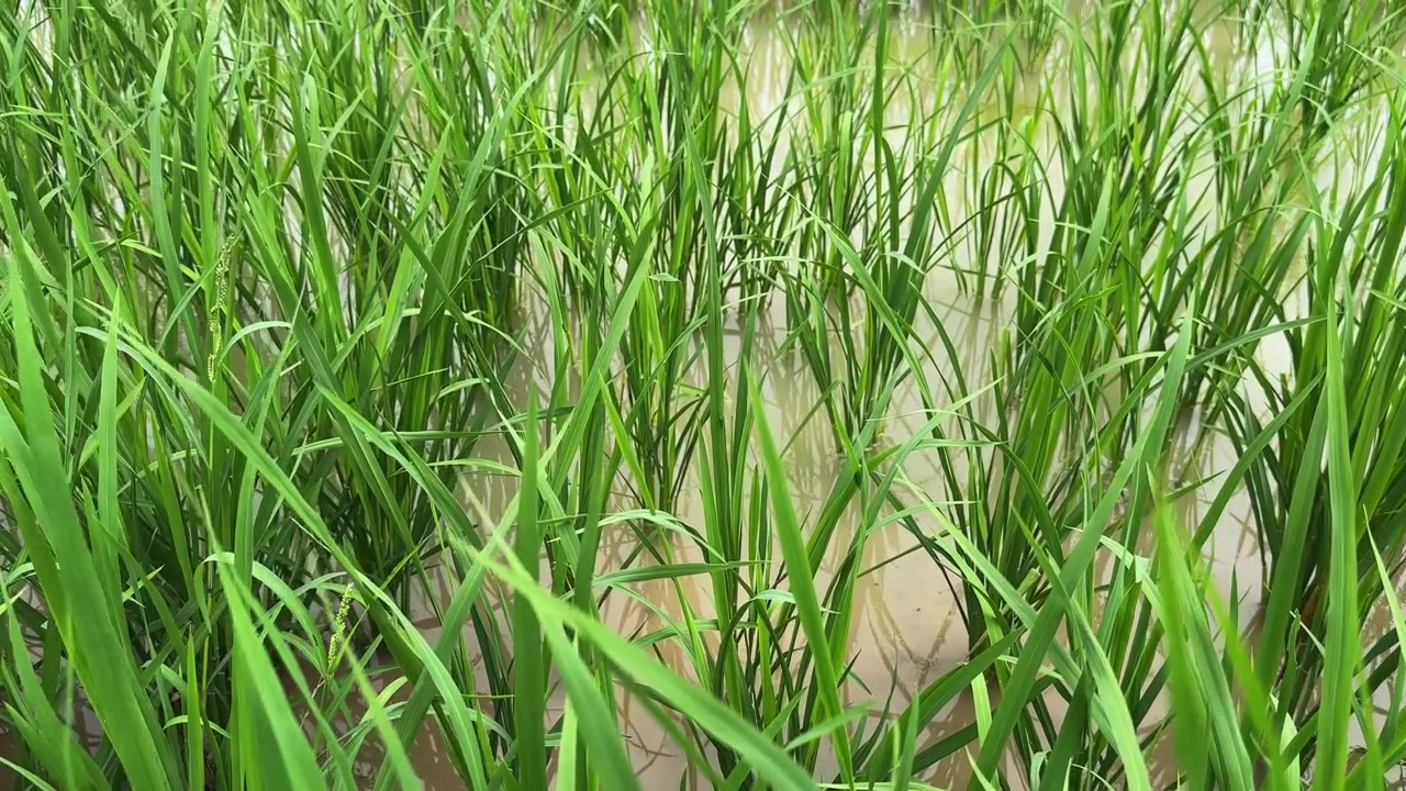 Frische grüne Reisblätter wiegen sich sanft über seichtem, schlammigem Wasser und schaffen einen friedlichen Anblick einer wachsenden Reispflanzenkultur