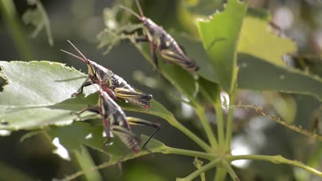 three grasshoppers resting on bitten leafs