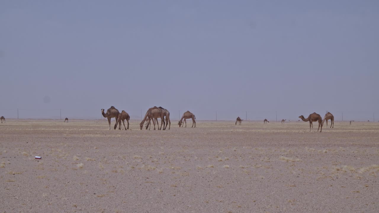 una caravana de camellos pastando en el desierto un rebaño de camellos comiendo hierba y moviéndose por el desierto
