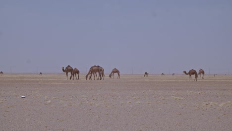 Eine-Kamelkarawane,-Die-In-Der-Wüste-Weidet.-Eine-Kamelherde,-Die-Gras-Frisst-Und-Sich-In-Der-Wüste-Bewegt
