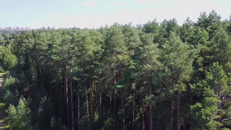 forest and cityscape aerial view