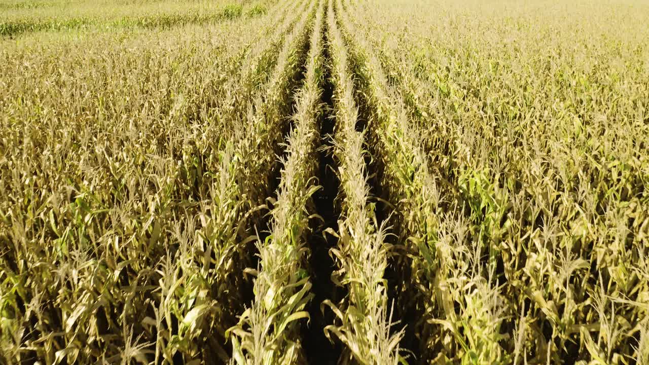 empuje aéreo lento sobre maizal