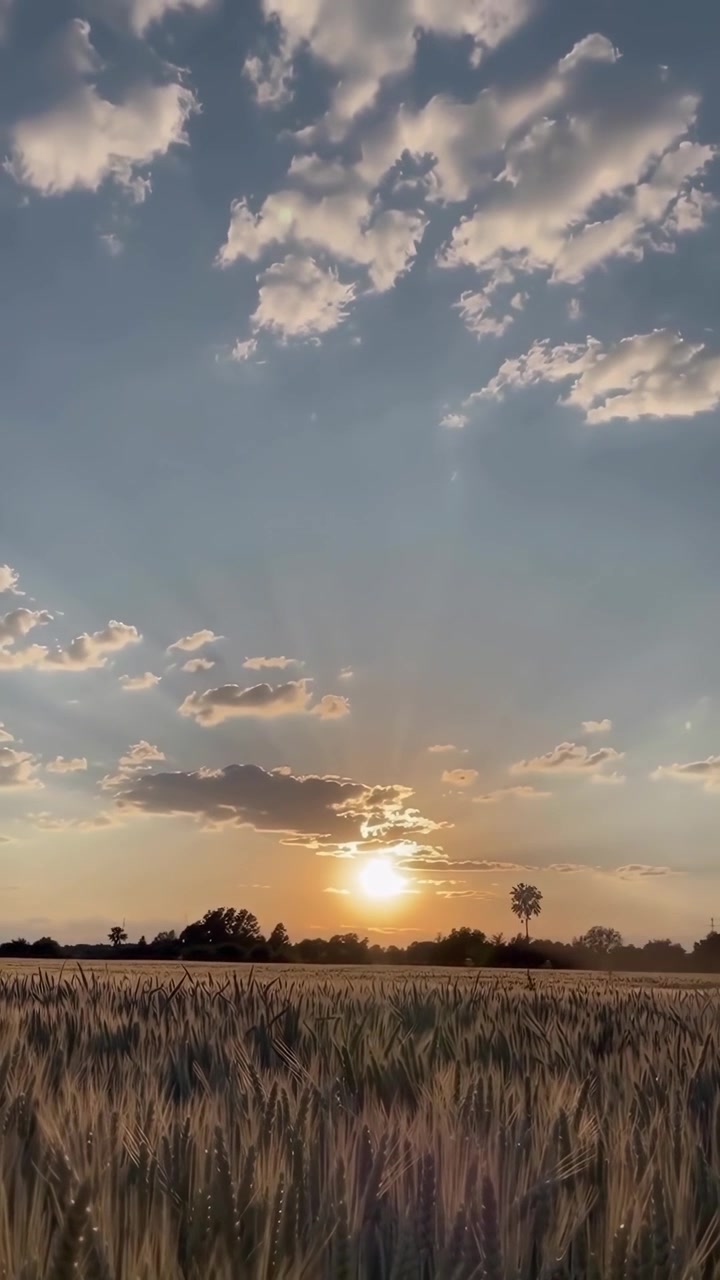 Gylden hvedemark ved solnedgang