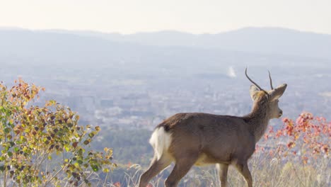 Die-Beste-Aussicht-In-Nara