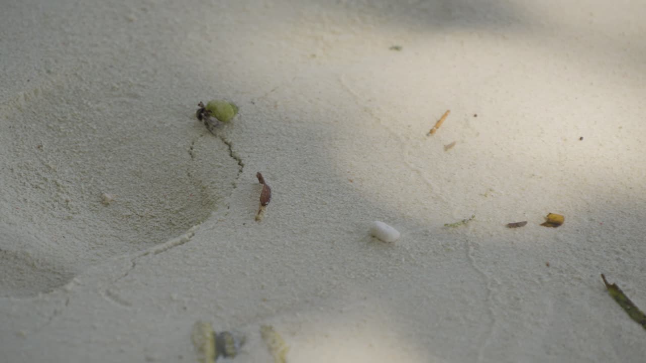 cangrejo ermitaño en una playa de arena