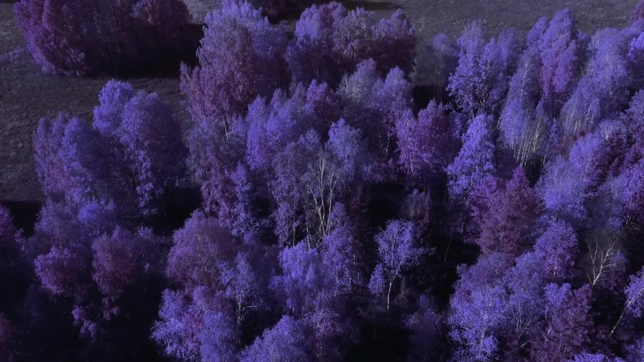 Droneopptak av tett blandingsskogskronetak med levende lilla fargegradering og lange skygger, som skaper et surrealistisk høstlandskap i Uralfjellene, Russland