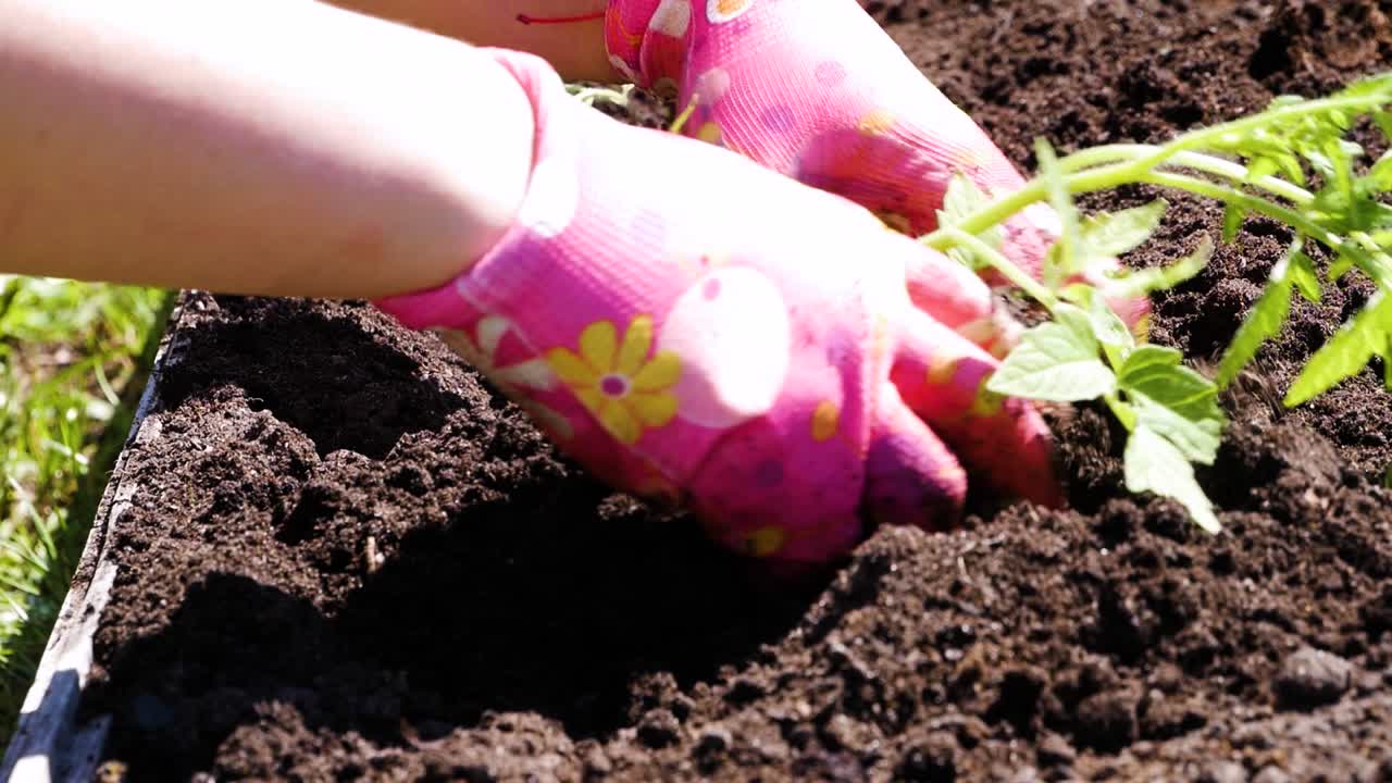 Farmer hands planting to soil tomato seedling in the vegetable garden. Organic farming and spring gardening concept