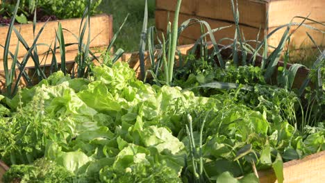 Salatsalat-Im-Bio-Naturgarten-Des-Kleinen-Hauses