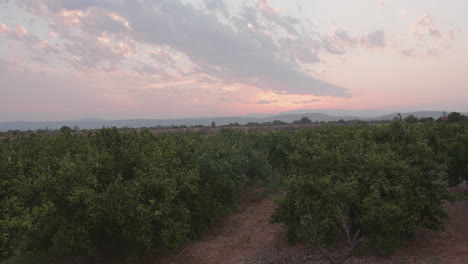 Dolly shot of an olive tree field during sunset in Italy