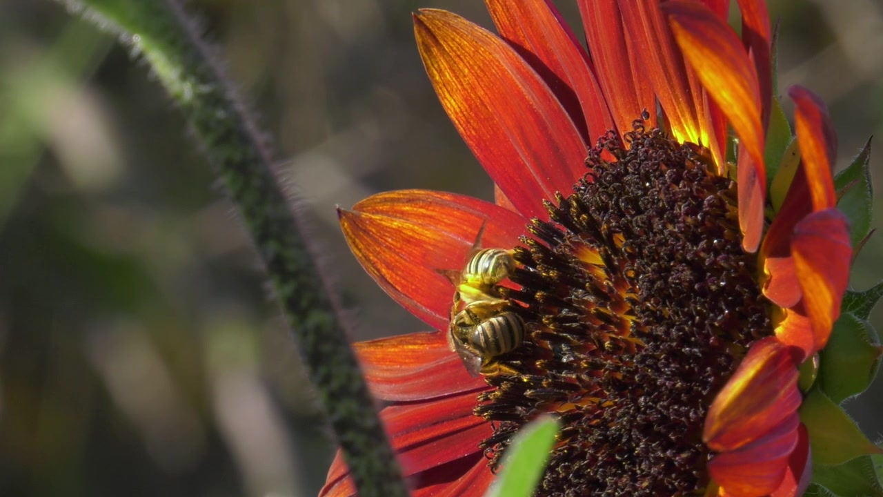 Beautiful sunflower in the garden with honeybee gathering nectar, macro nature insect world