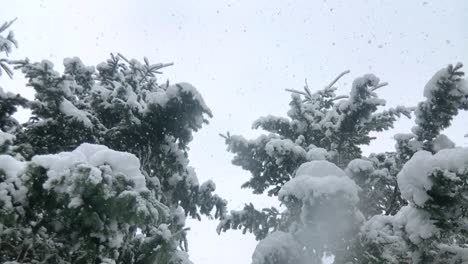 Die-Natur-In-Eine-Schneedecke-Gehüllt