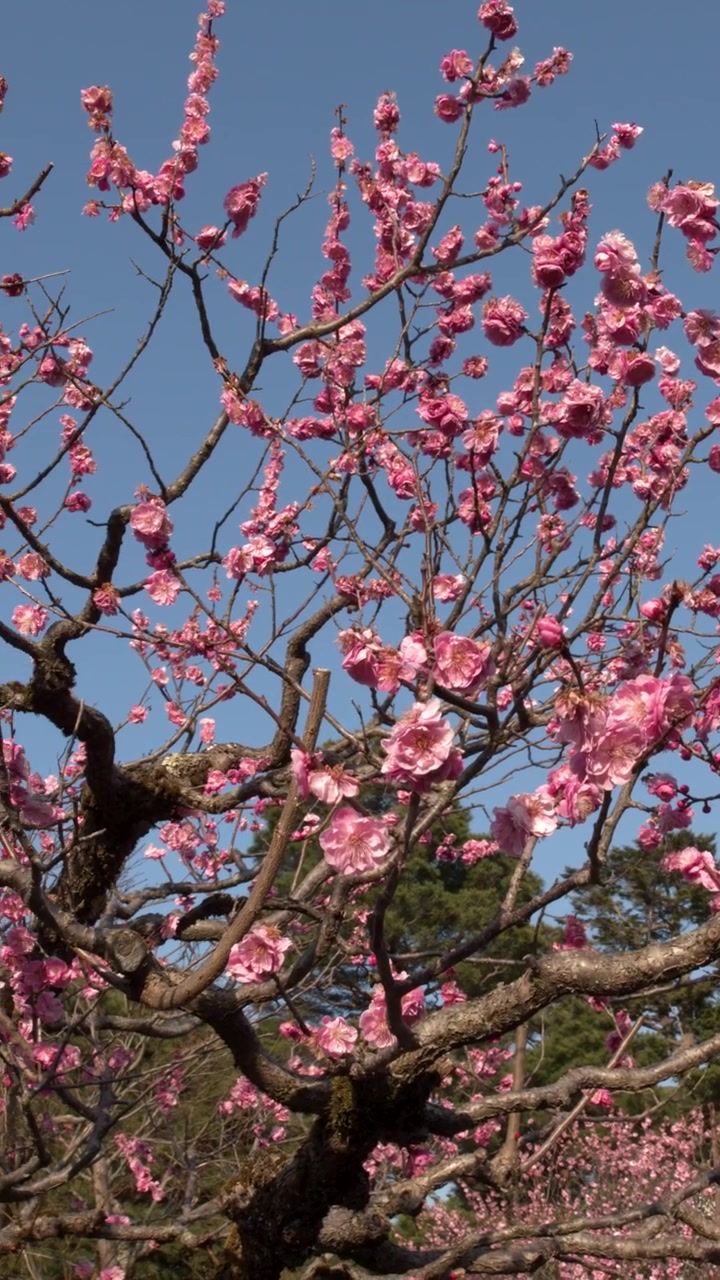 Vivaci fiori di prugno rosa ondeggiano delicatamente su rami scuri sotto un cielo primaverile azzurro e luminoso.