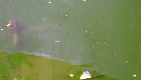 static shot of green frog tadpoles eating on the surface