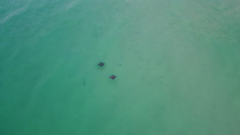 Luftaufnahme-Von-Oben-Auf-Das-Meer-Mit-Wunderschönen-Gefleckten-Adlerrochen,-Die-Auf-Dem-Sandigen-Meeresboden-Im-Türkisfarbenen-Wasser-Des-Golfs-Von-Mexiko,-Destin,-Florida,-Schwimmen