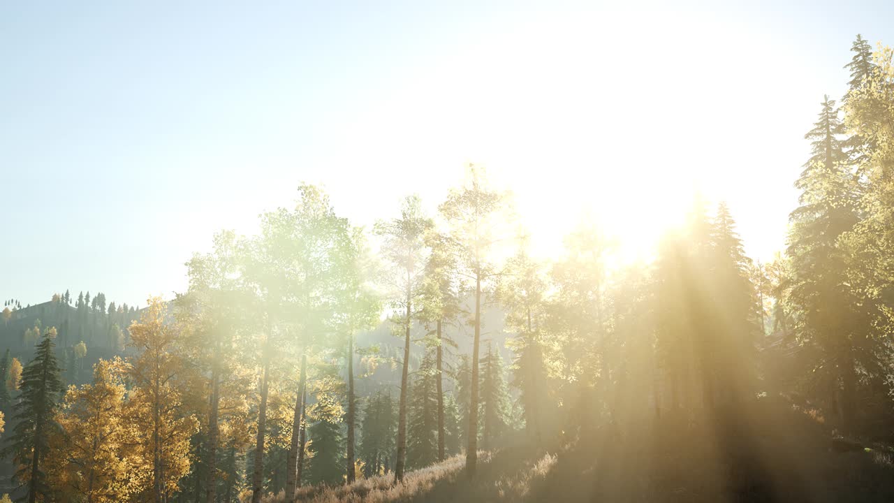 나무들을 가로지르는  ⁇ 빛