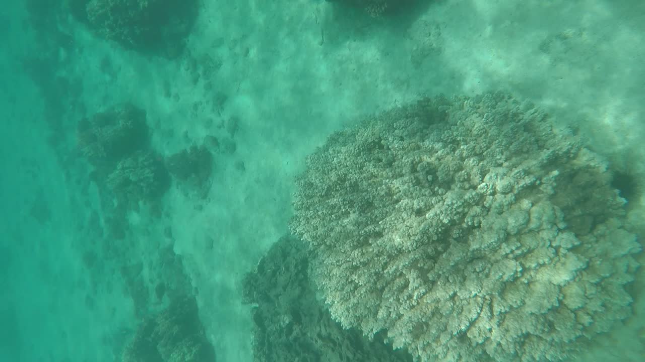 아름다운 섬에서 스노클링 - 열대