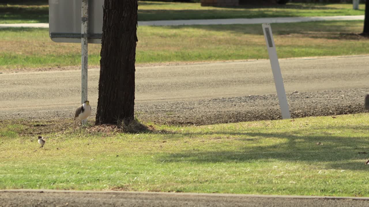 도로 에 있는 잔디 에 있는 마스크 를 쓴  ⁇  날개 를 가진 플로버 새 와 아기 새끼