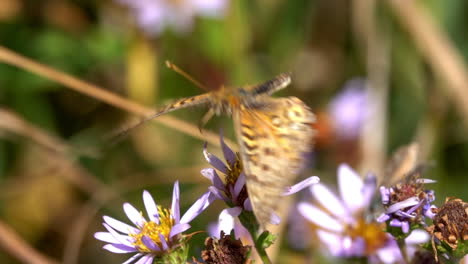 a mormon fritillary butterfly gathers nectar on a flower and is chased away by a second butterfly