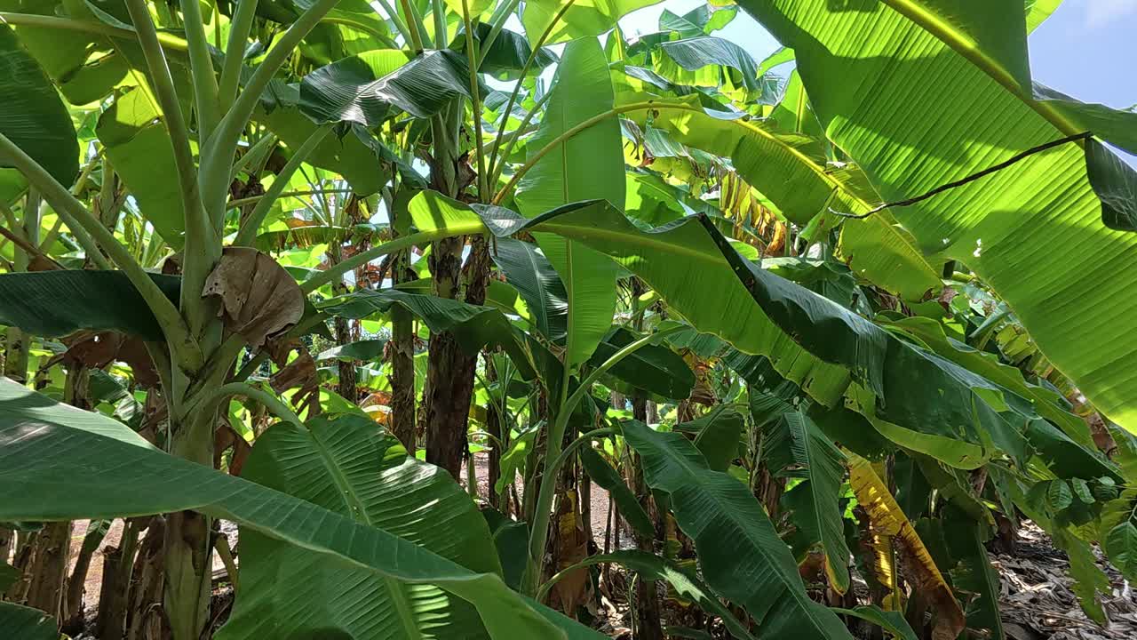 This video shows a sprawling banana plantation with numerous lush and healthy banana trees. The vibrant plants, still in their early growth stage, are a testament to a flourishing and bountiful farm