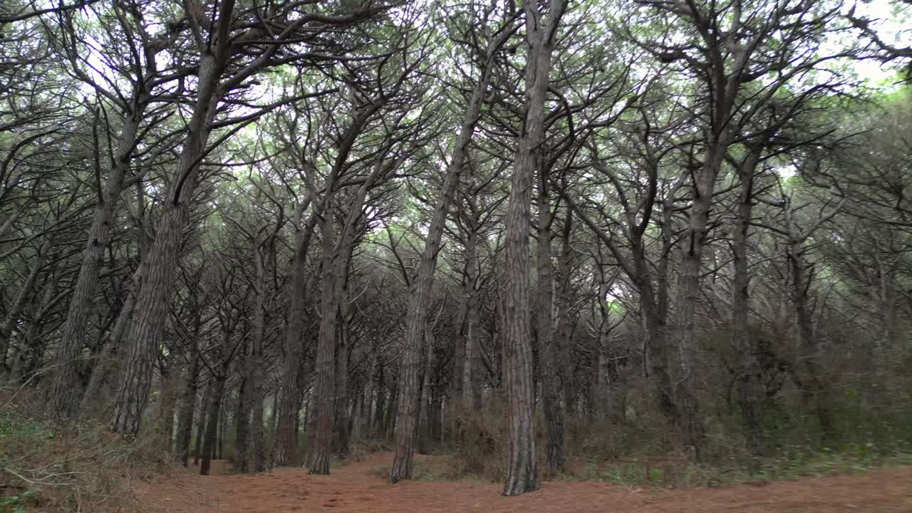 bosques de pinos junto al mar, toscana, italia