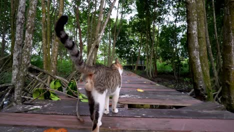 gimbal shot follow the back of a cat walk at wooden bridge