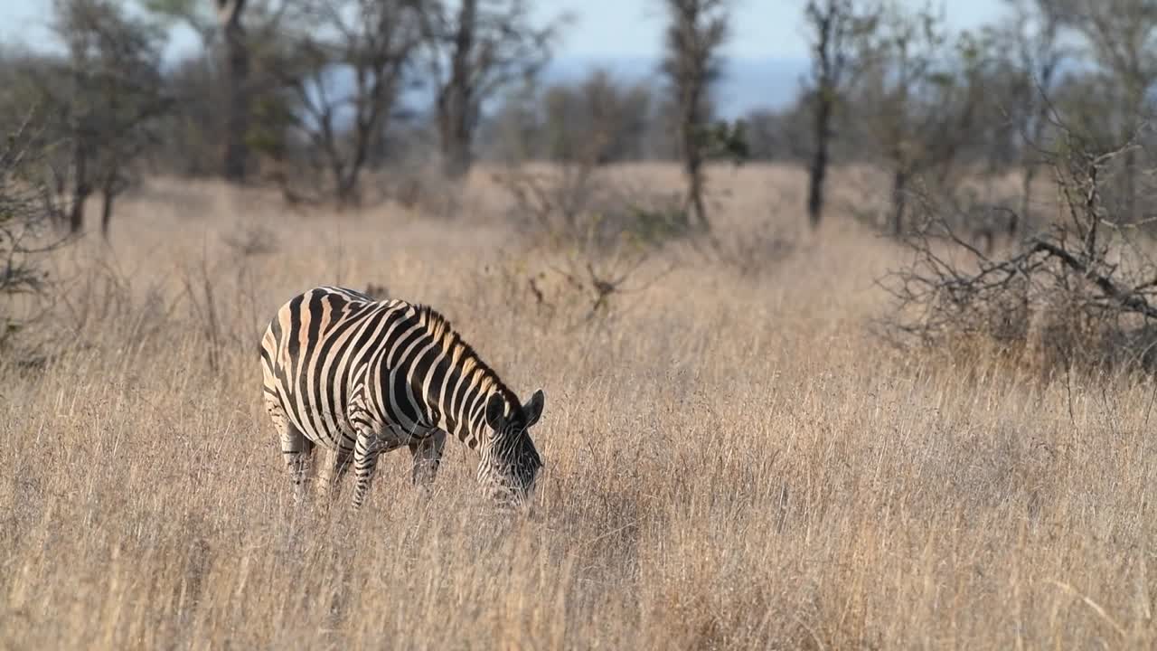 Ampia inquadratura di una zebra di Burchell che guarda in alto mentre si nutre nel Parco Nazionale Kruger.