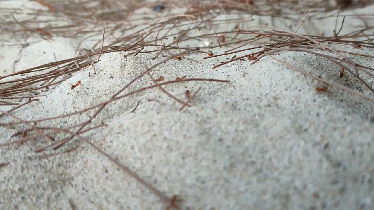 A small, red ant colony inhabits the sandy shores of a tropical beach. The tiny insects are seen moving and interacting within their natural coastal environment.