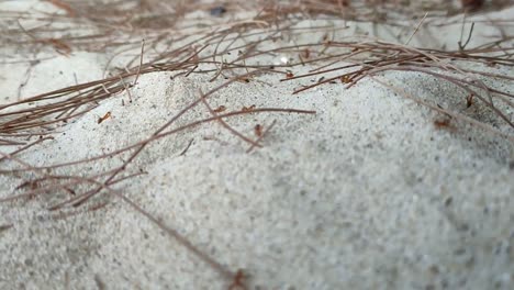 a small, red ant colony inhabits the sandy shores of a tropical beach. the tiny insects are seen moving and interacting within their natural coastal environment.