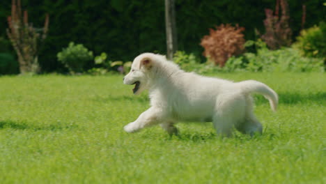 Ein-Schelmischer-Golden-Retriever-Welpe-Rennt-Den-Beinen-Seines-Besitzers-Hinterher.-Gemeinsam-Spaß-Auf-Der-Rasenfläche-Im-Hinterhof-Des-Hauses-Haben