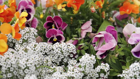 flores de jardín de colores
