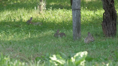 tres conejos europeos salvajes comiendo hierba en la naturaleza salvaje de la hierba del prado