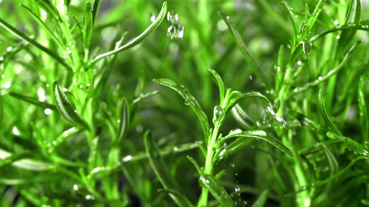 Slow Motion Water Drops Falling on Fresh Green Rosemary Plant