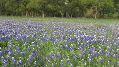 texas wildflowers blooming in the spring, bluebonnets and various other flowers