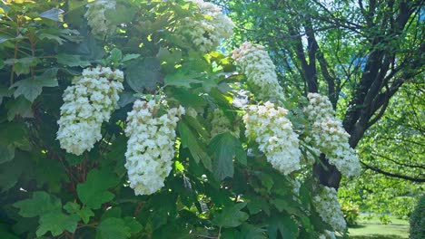 Hermoso-Jardín-Tradicional-Japonés-Hortensia-Blanca-Tokio