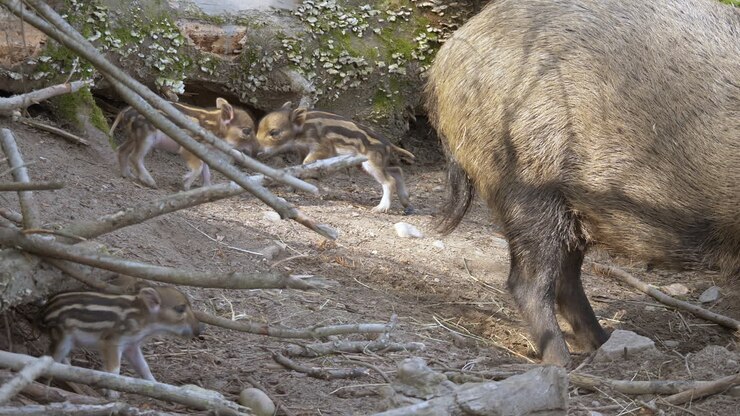 Teneri cuccioli di cinghiale neonati che imparano a camminare e a lottare su terreno sporco in campagna - primo piano