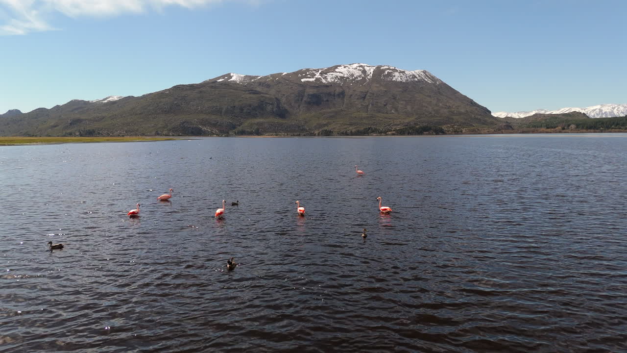 Push in drone shot of flamingos flying over a lake in the day in Patagonia, Argentina