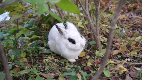 rabbit focused eating its food at the forest