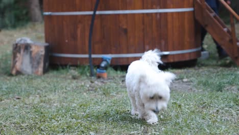 white bichon maltese roaming around outside - tracking shot