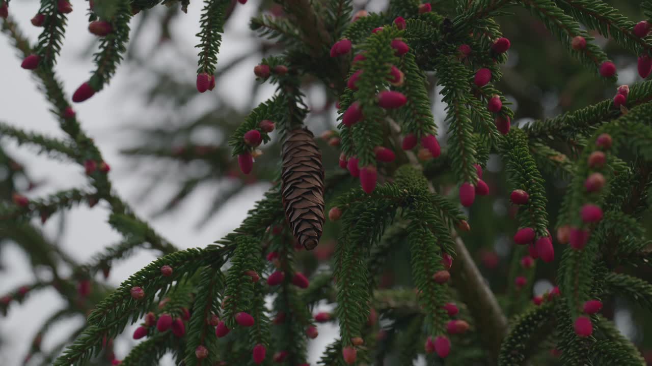cone in coniferous tree detail