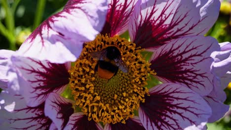 detallado de cerca revelando el abejorro de rayas doradas reuniendo el polen amarillo brillante del intrincado centro de la flor púrpura blanca durante el vibrante proceso de polinización