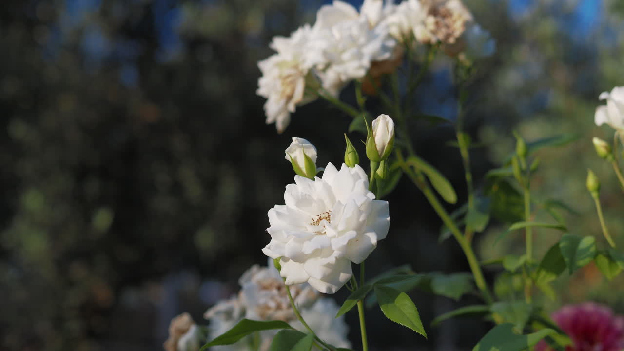 정원에서 꽃이 피는  장미