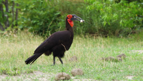 southern ground hornbill with food on its beak walking at moremi game reserve in botswana