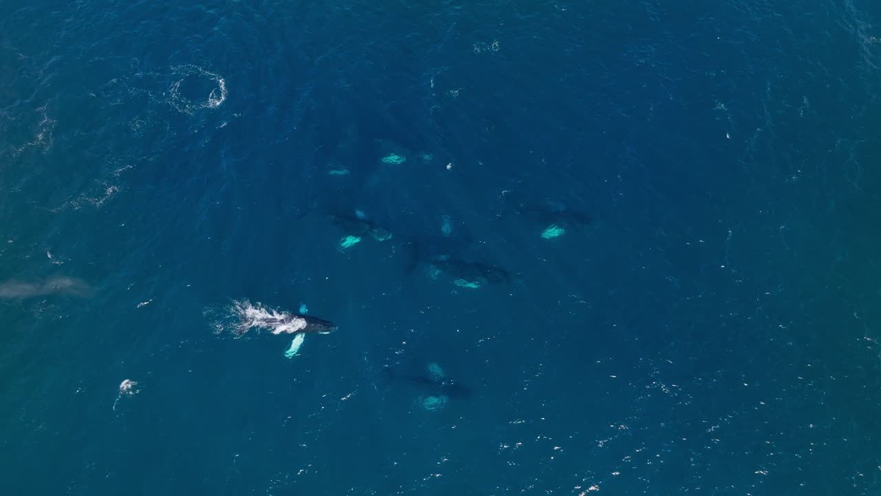 Top down aerial view over pod of humpback whales swimming and spouting together