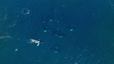 top down aerial view over pod of humpback whales swimming and spouting together