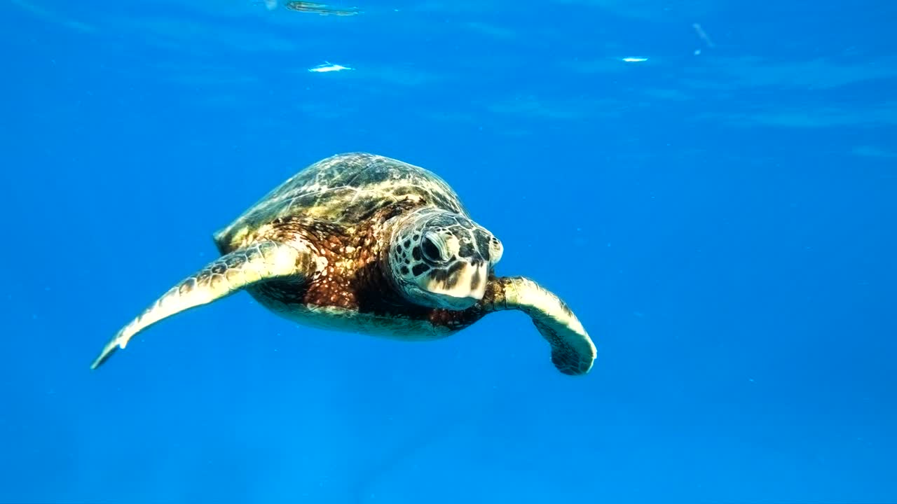 4K Slo-Mo shot of a Hawaiian Sea Turtle gracefully swimming towards the camera