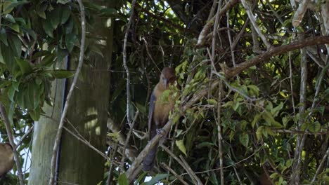 Primer-Plano-En-Cámara-Lenta-De-Una-Hermosa-Hembra-Adulta-De-Pájaro-Marrón-Con-Cola-De-Barco-Posado-En-Una-Rama-De-Un-árbol-Tropical-En-Los-Everglades-De-Florida-Cerca-De-Miami-En-Un-Cálido-Día-Soleado