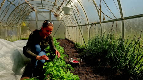 attractive young woman picking organic radishes in a greenhouse - slow motion