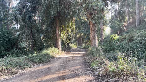 Farellones-Santiago-de-Chile-River-Day-Nature-Trees